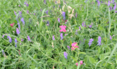 Obraz premium blur summer meadow background of various herbs