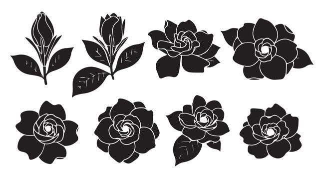Gardenia blossoms and buds in silhouette against a white background for graphic design elements