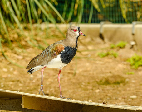 southern lapwing (Vanellus chilensis) or quero-quero or tero
