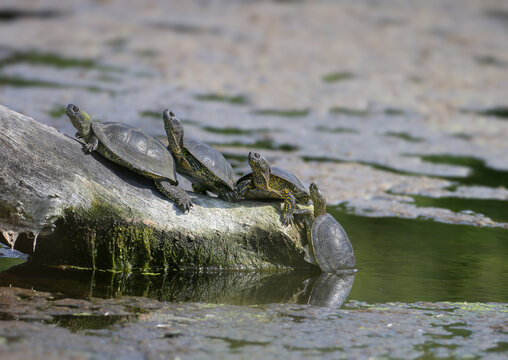 Four European Pond Turtles (Emys orbicularis) basking on a large log in the water.