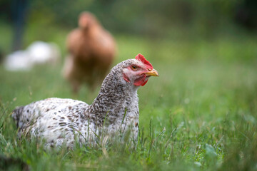 Chicken grazing on green grass. Raising organic poultry on home backyard © bilanol