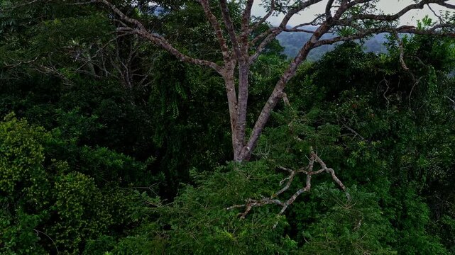 Zooming out from a tree trunk to reveal the forest around