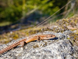 Fototapeta premium The viviparous lizard or common lizard (Zootoca vivipara) on a granite boulder. Close up.