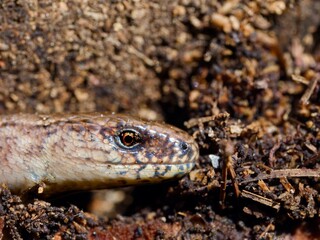Obraz premium Slow worm (Anguis fragilis). Detail of reptile head. Close up.