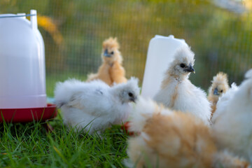Young chicks in chicken coop with green grass on yard garden. Raising organic chicken on home backyard © bilanol