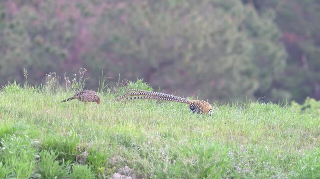 A 1 minute long shot of the rare endemic Reeves Pheasant alertly standing on a grassy hill in a Chinese forest.