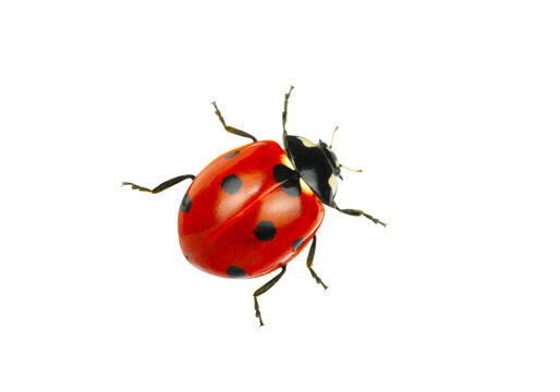 Red ladybug with black spots top view, ladybird beetle insect isolated on transparent background PNG
