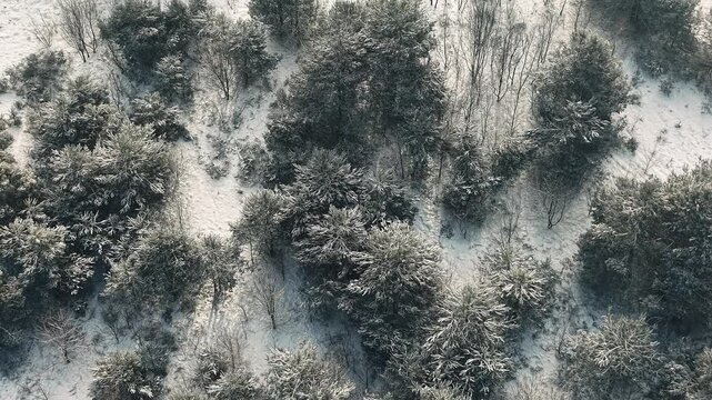 Winter forest scene with white snowy ground