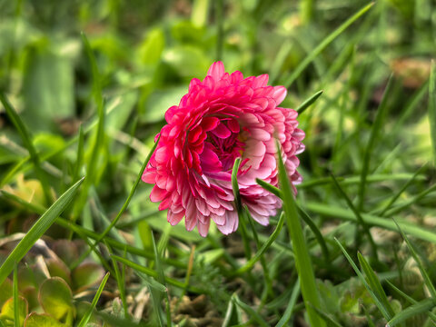 Pink Bellis Perennis Pomponette Daisy Flower