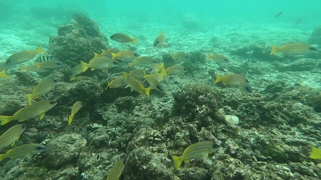 Lutjanus quinquelineatus, the five-lined snapper, is a species of ray-finned fish, a snapper belonging to the family Lutjanidae. It is native to the Indian Ocean and the western Pacific Ocean.