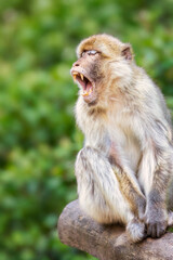 Obraz premium Portrait eines Berberaffen (Macaca sylvanus) der auf einem Baumstamm sitzt und das Maul aufgerissen hat