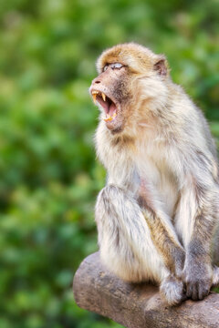 Portrait eines Berberaffen (Macaca sylvanus) der auf einem Baumstamm sitzt und das Maul aufgerissen hat