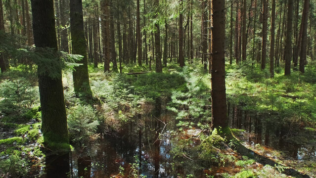 Bog and pine forest in sun nature landscape