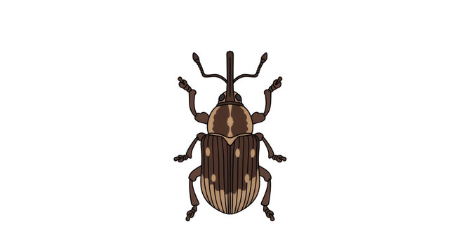 Brown Weevil Snout Beetle Character Isolated on White