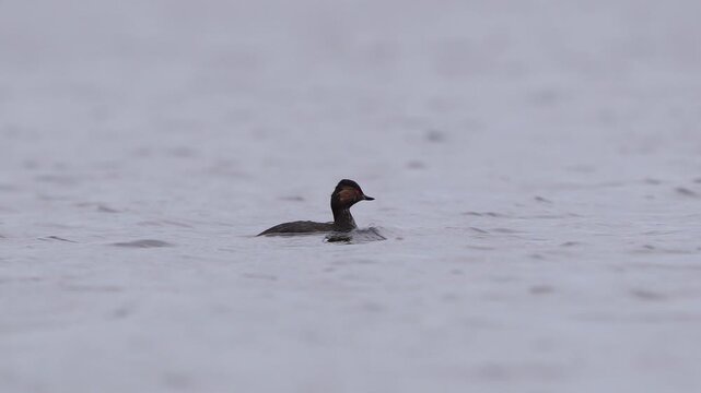 An adult black-necked grebe or eared grebe (Podiceps nigricollis) swimming and diving