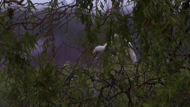 A cattle egret (Bubulcus ibis) standing in the evening on a branch in a tree