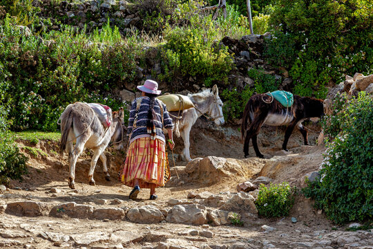 Farmers with donkeys at Lake Titicaca in Bolivia