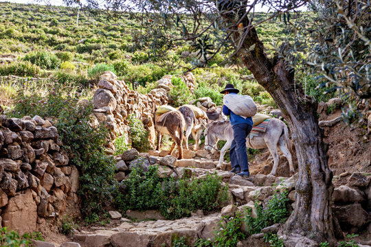 Farmers with donkeys at Lake Titicaca in Bolivia