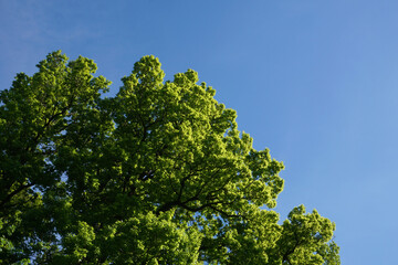 Fototapeta premium Vibrant Green Tree Canopy Against a Clear Blue Sky, Fresh Spring Foliage on Deciduous Branches in Bright Sunshine, Natural Outdoor Background with Copy Space, Beautiful Summer Day in the Forest.