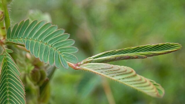 pudica. Mimosa pudica leaves folding closed, macro detail in daylight. gardening catalogs, home-decor guides, designed for home decor and floral branding, used by social media managers.