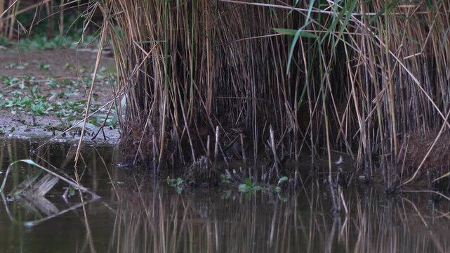 An adult common snipe (Gallinago gallinago) foraging in a reed collar in a swamp