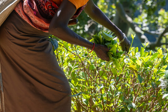 Close-up of hands holding fresh green tea leaves. Manual tea harvesting on a plantation in Ella, Sri Lanka.