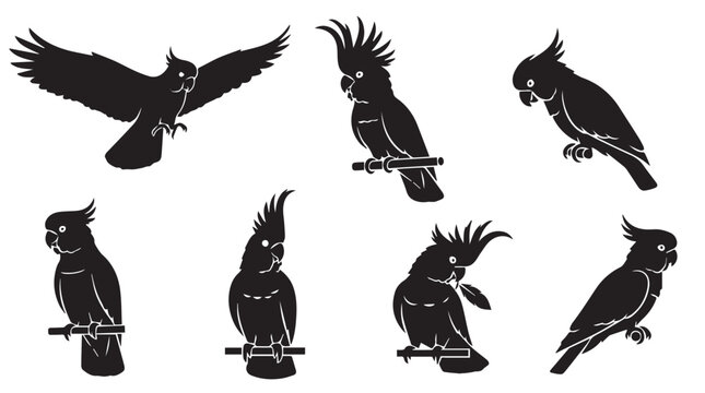 Seven black cockatoo silhouettes in various poses against a white background representing flight and perching concepts