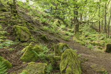 Fototapeta premium The Black Rock and High peak Trail near Matlock in Derbyshire, United Kingdom