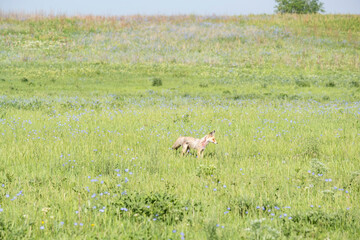Fototapeta premium Wild fox in the steppe near Almaty, Kazakhstan. Wildlife of Central Asia, fox in a green field with wildflowers.