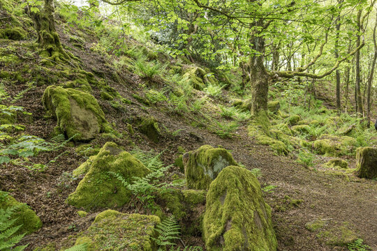 The Black Rock and High peak Trail near Matlock in Derbyshire, United Kingdom