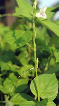 Suborder Zygoptera, damselflies on plants