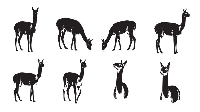 Various Vicu?a poses in silhouette against a white background symbolizing nature and wildlife conservation