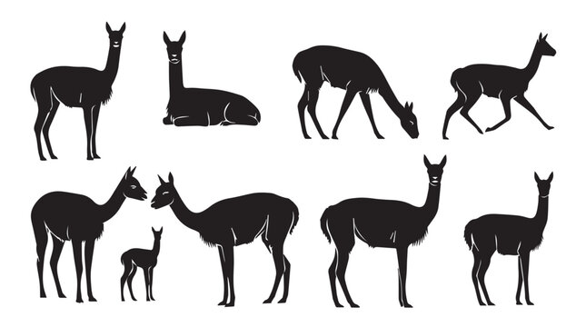 Vicuna herd silhouettes against a bright white background with varied poses and family groups