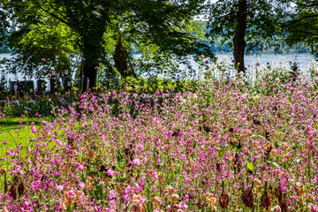 Fototapeta premium field of flowers