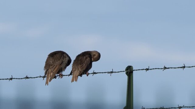 Two juvenile common starling (Sturnus vulgaris) preening their feathers while sitting on barbed wire