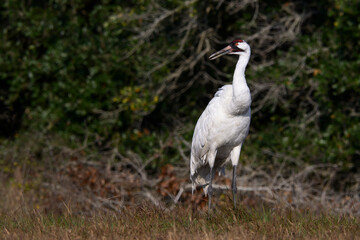 Fototapeta premium Whooping Crane
