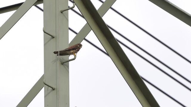 An adult common kestrel (Falco tinnunculus) sitting in an electricity pylon with its head in the wind