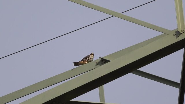 An adult Eurasian hobby (Falco subbuteo) sitting in an electricity pylon