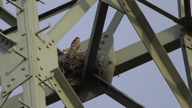 An adult Eurasian hobby (Falco subbuteo) sitting on its nest made on a electricity pylon