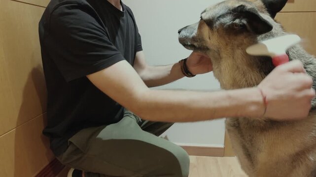 German Shepherd dog being brushed indoors by owner during daily grooming and pet care routine at home, focused on hygiene, fur maintenance, domestic lifestyle, and animal wellness