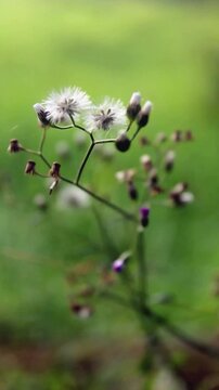 Closeup of Little ironweed, Cyanthillium cinereum (L.) H. Rob