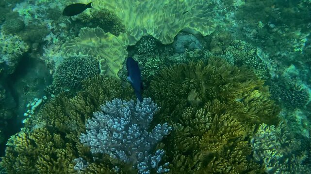 Dark reef fish silhouettes moving across coral plain, scattered shoal drifting above rocky seabed with hazy blue water and soft ambient light, moody underwater movement,Amed,Bali,Indonesia