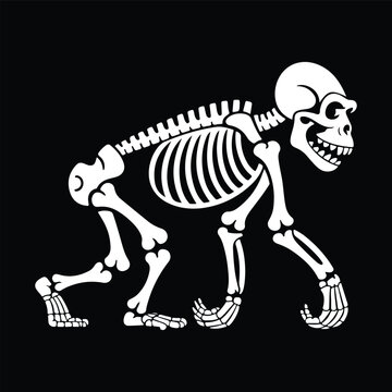 Gorilla skeleton side view silhouette vector animal illustration