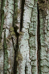 Fototapeta premium Deeply furrowed oak bark texture with lichen covered surface, Bialowieza Forest,Poland