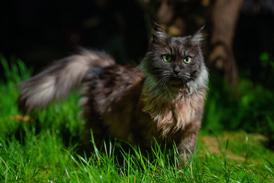Portrait of fluffy dark cat in the green grass at night