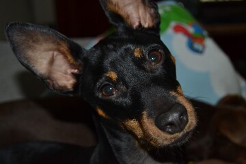 miniature pinscher puppy