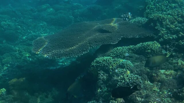 Large table coral spreading over reef, broad flat coral colony forming plateau over rocky seabed with scattered fish and clear turquoise shallow water, serene underwater landscape, Amed,Bali,Indonesia
