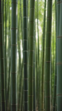 Lush green bamboo forest, close-up of tall vertical stalks with vibrant texture, gentle camera movement through dense foliage, symbolizing nature, tranquility