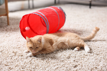 Fototapeta premium Cute cat resting on carpet and toy tunnel at home