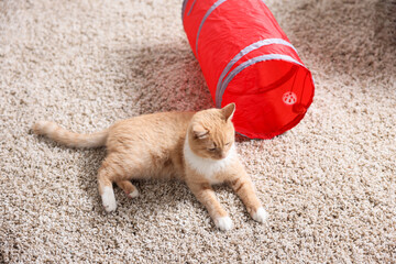 Fototapeta premium Cute cat resting on carpet and toy tunnel at home, above view